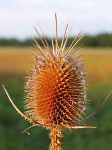 難消化性デキストリンサプリの効果と口コミはどうなっている？