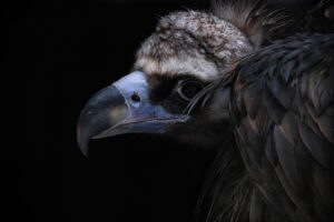 プロテオグリカンサプリの副作用とは何ですか？