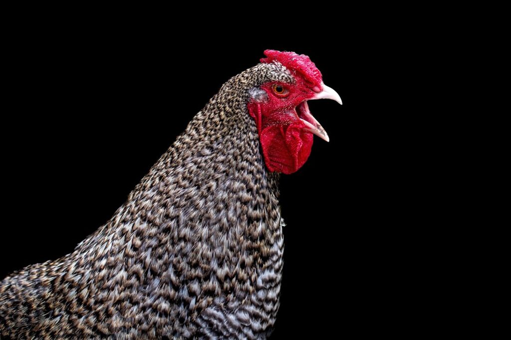 プロテオグリカンサプリの副作用について知っておくべきことは？