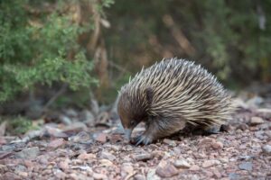 ローヤルゼリーで肌のハリに変化をもたらす方法は？