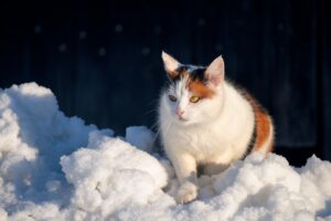 サプリを使うペットがいる家庭の保管の工夫は？