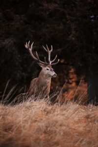 サプリ今だけ価格で心の守り方を見つける方法は？