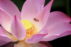 サプリを医師が推奨する見極め方は？