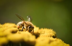 サプリが花粉症の悪化を引き起こす可能性はあるのか？