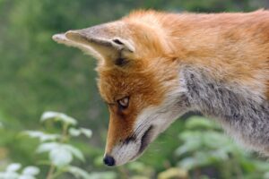 サプリをインフルエンサーが宣伝する際の注意点は？